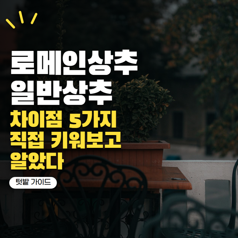 로메인상추 일반 상추랑 뭐가 다를까? 직접 키워보면 확실히 다른 점 5가지