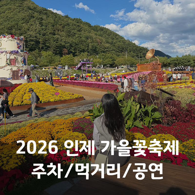 강원도 인제 가볼만한곳 2026 인제가을꽃축제 주차 먹거리 가수 공연 후기