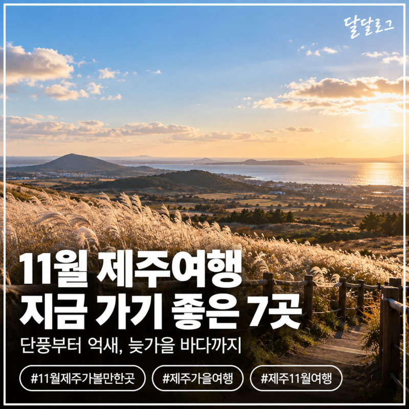11월 제주 가볼만한곳 7곳｜억새·단풍 볼 수 있는 늦가을 제주여행