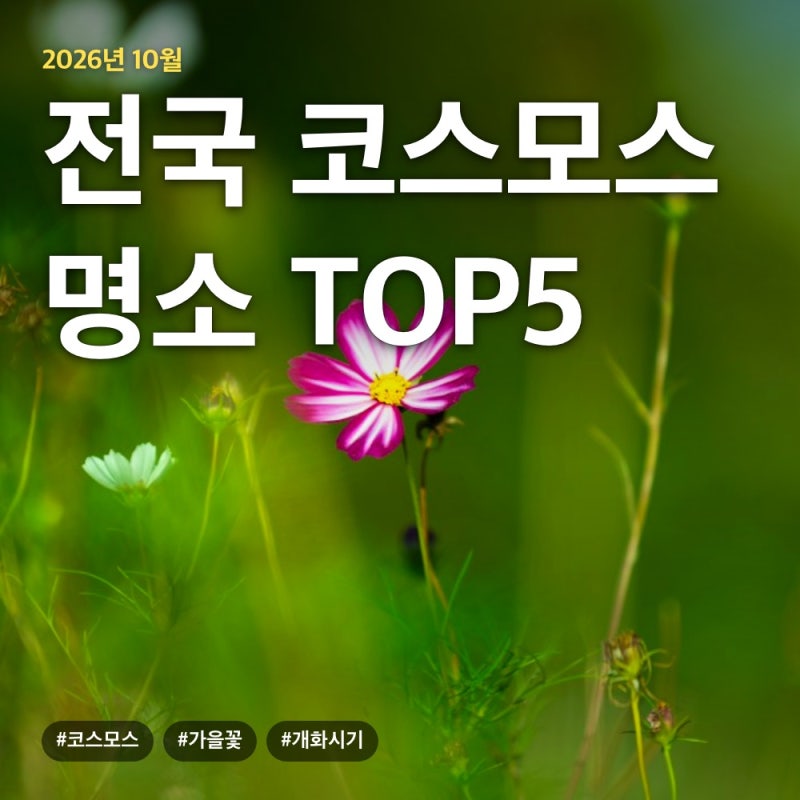 전국 코스모스 명소 TOP5, 10월 개화시기와 가는 법 총정리