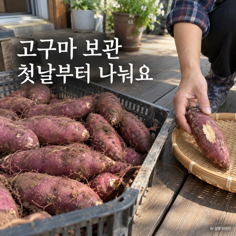 고구마 보관방법, 수확한 날 한 상자에 넣기 전에