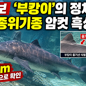부산 부캉이 정체 밝혀졌다 3m 암컷 흑상어, IUCN 위기종