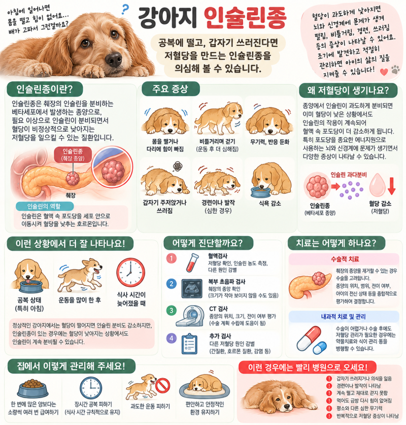 강아지 저혈당, 강아지 인슐린종, 강아지 다리풀림, 강아지 쓰러짐, 강아지가 떨어요, 강아지....