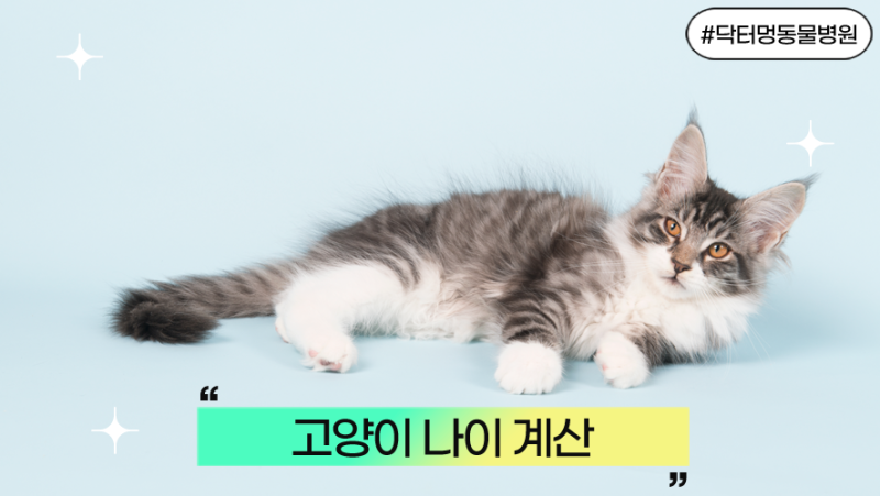고양이 수명과 고양이 나이 계산, 고양이 사람 나이로 몇 살일까요?