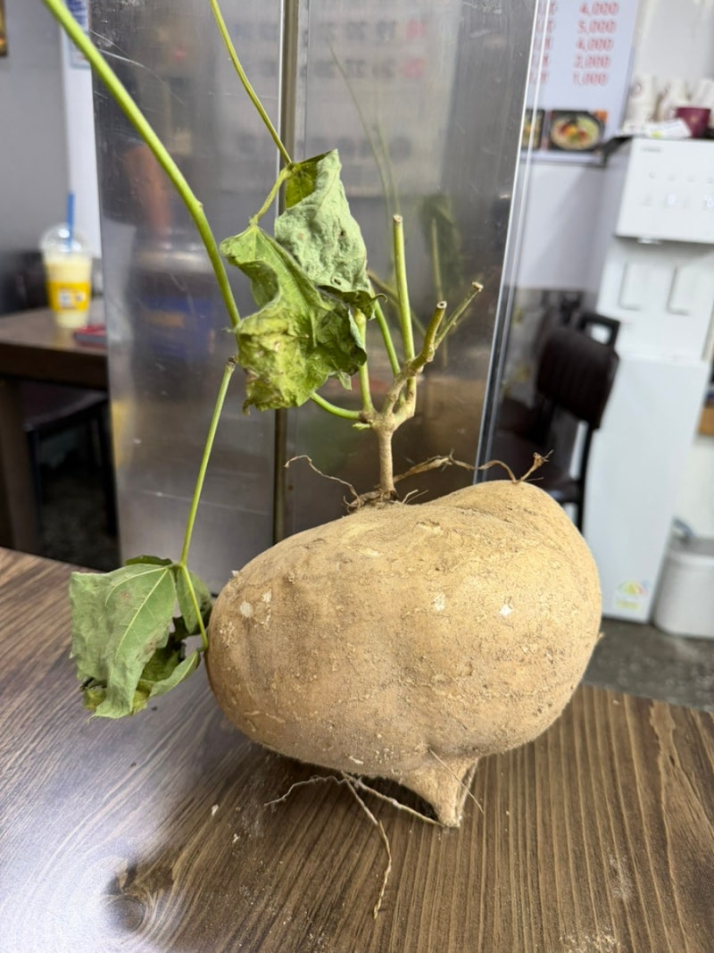 국내에서는 ‘얌빈’이나 ‘멕시코감자’로 불리는 히카마(Jicama)다. 처음 먹어 본다.