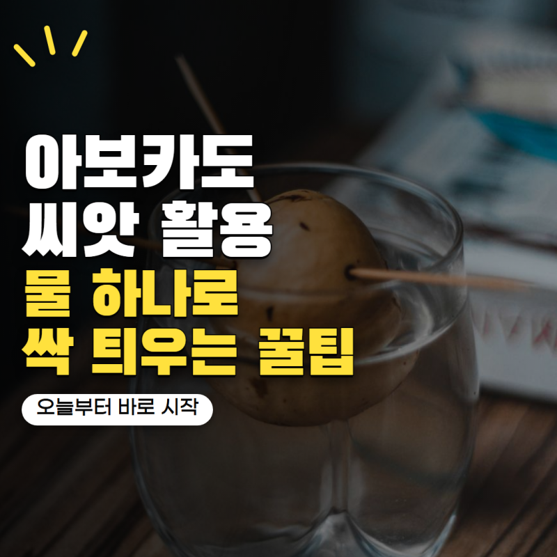 아보카도 씨앗 그냥 버렸다면 아쉬워요! 물 하나로 싹 틔우는 과정이 의외로 재미있어요