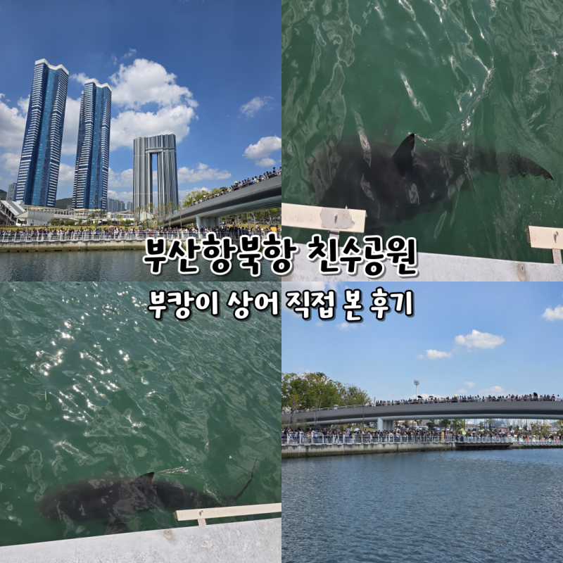 부산항 북항 친수공원 부캉이 상어 위치팁 직접 본 후기 주차