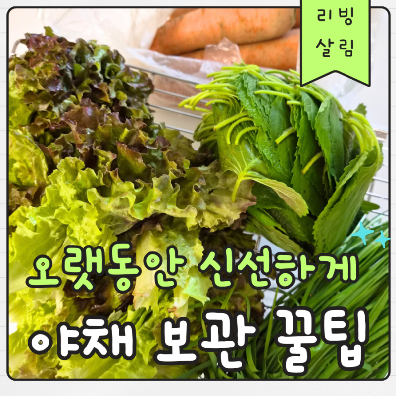 야채 버리지 않고 끝까지 먹는 법! 야채 종류별 신선 보관 꿀팁 (상추·깻잎·부추·양파·당근....