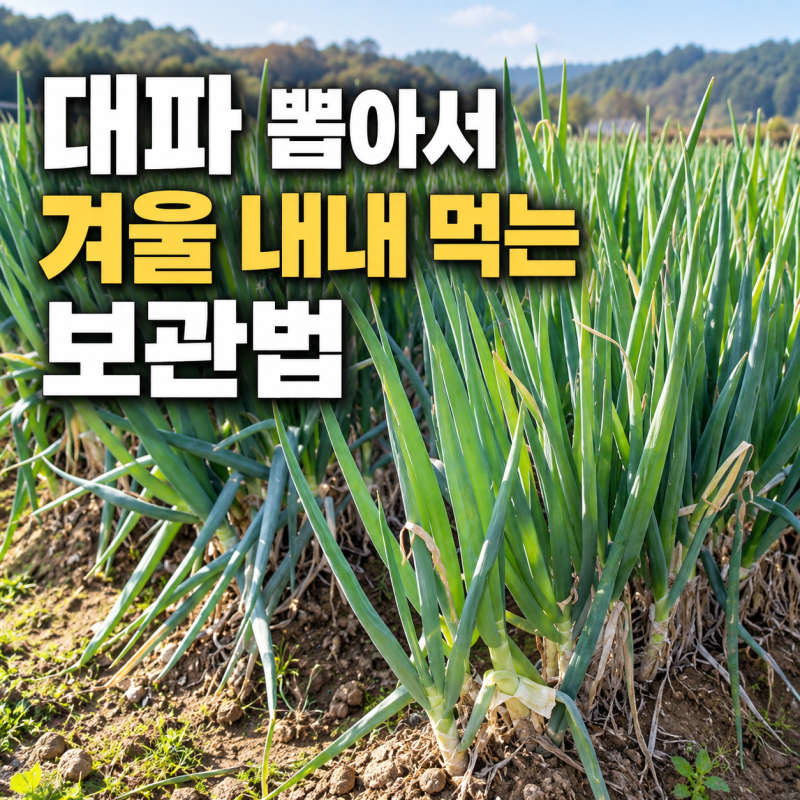 대파 뽑아서 겨울 내내 먹는 보관법, 이렇게 하면 오래 갑니다