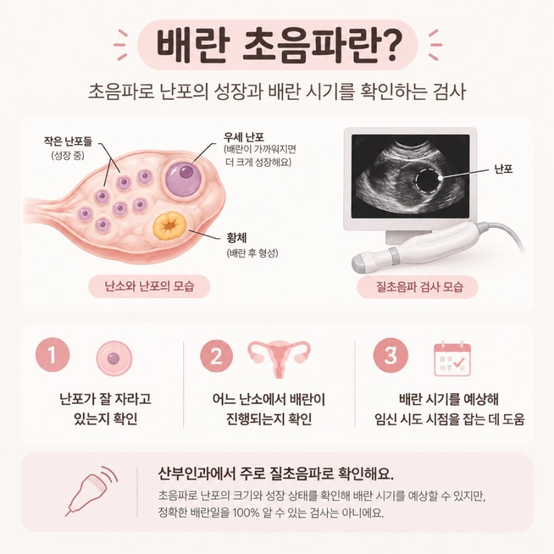 배란초음파 후기｜만 35세 임신 준비, 배란일 확인하고 왔어요
