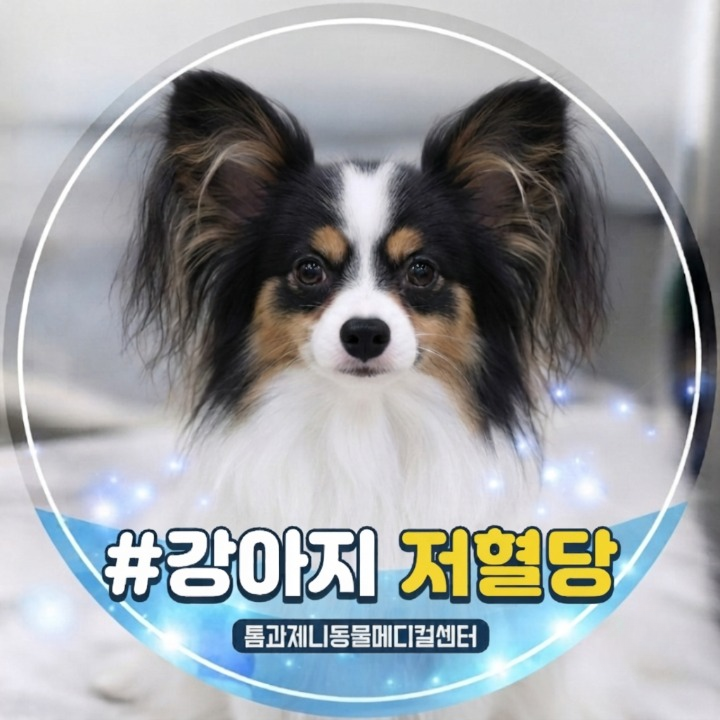강아지 저혈당 증상이 인슐린종 때문에 나타날 수 있다고?!