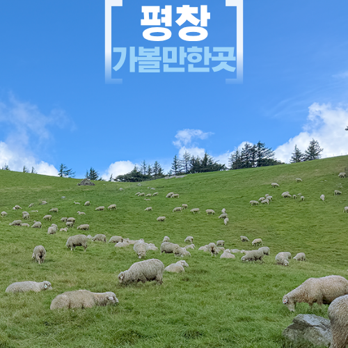 평창 가볼만한곳 대관령 양떼목장 강원도 여행코스