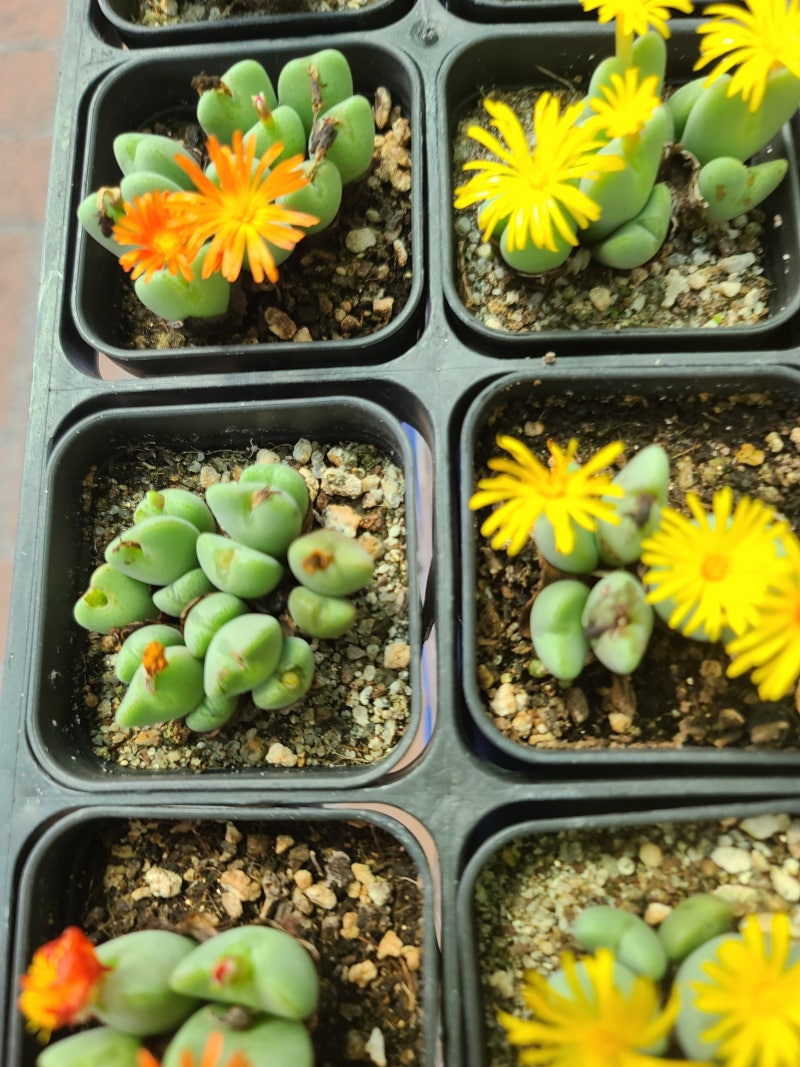 축전 키우기, 하트처럼 갈라진 코노피튬의 생육환경과 번식방법