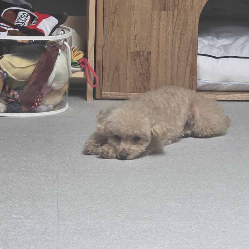 갑자기 떨면서 쓰러졌어요! 강아지 발작 원인 증상 대처법