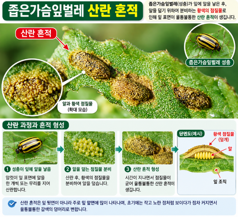 소규모 텃밭의 무재배지 좁은가슴잎벌레 등 해충박멸 방법!
