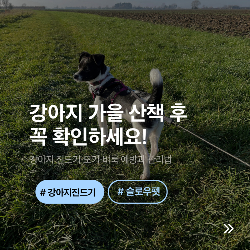가을 산책 후 꼭 확인하세요! 강아지 진드기·모기·벼룩 예방과 관리법