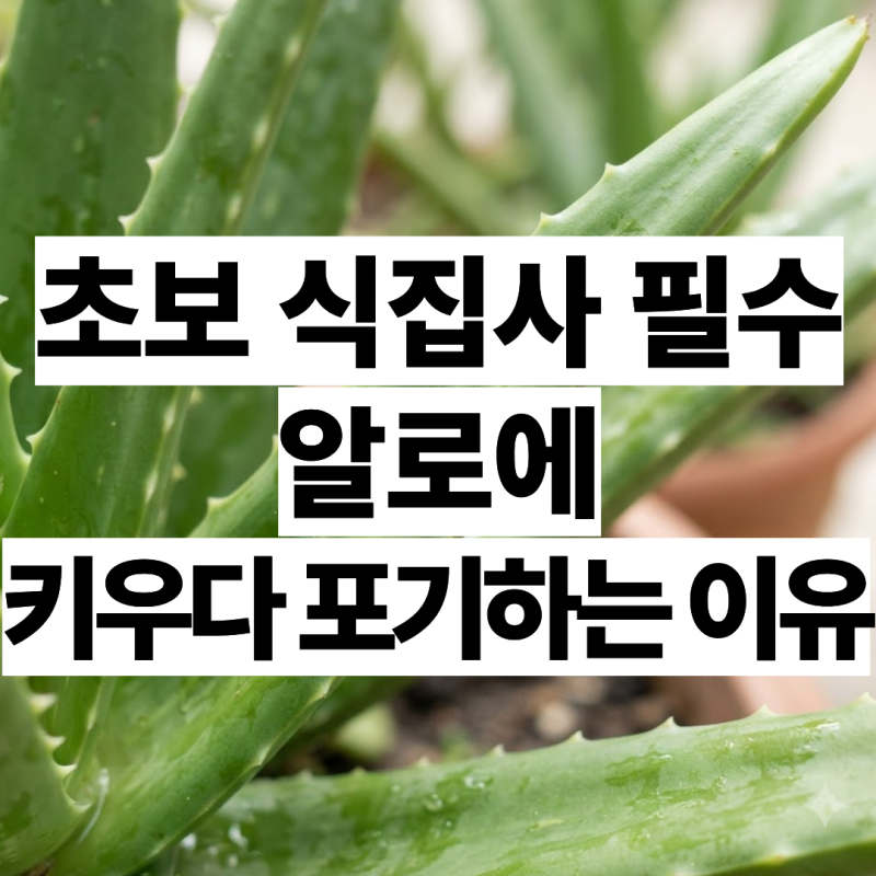 초보 식집사 입문용 알로에 잎이 물러지고 갈변하는 이유는?