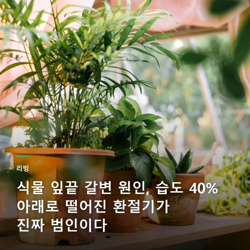 식물 잎끝 갈변 원인, 습도 40% 아래로 떨어진 환절기가 진짜 범인이다