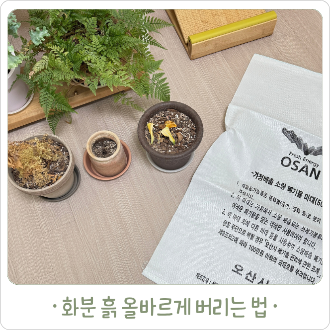 화분 흙 버리는 법, 모르고 버리면 과태료 대상일까?