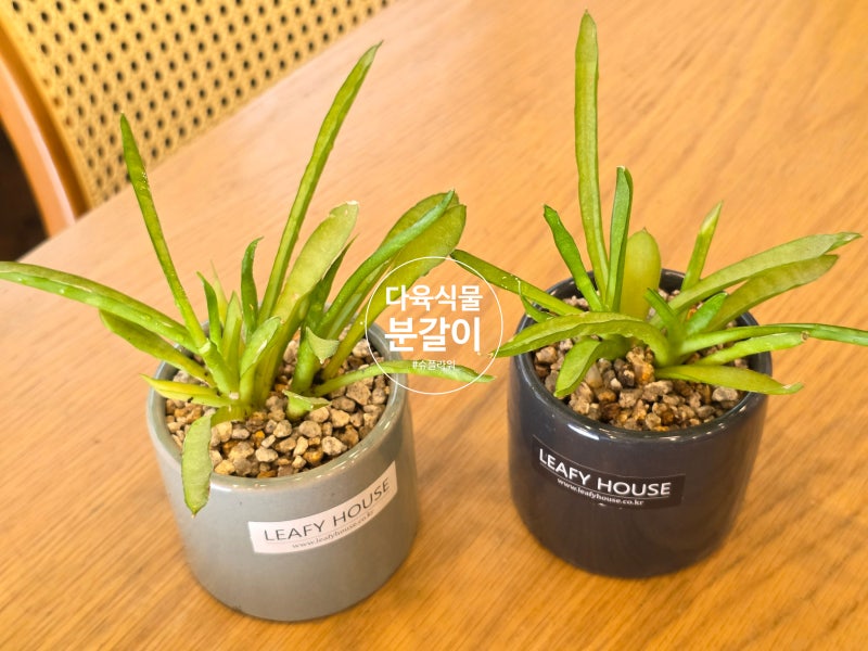 한달에 1번 물 줬는데 과습? 다육식물 분갈이