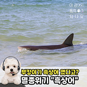“부캉이” 정체, 멸종위기 흑상어 몸길이 3m 암컷 밝혀짐! 흑상어 독특한 습성 알아보기