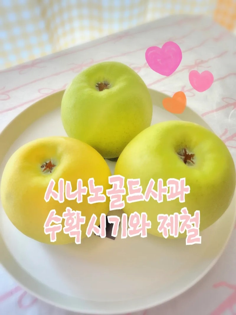 시나노골드사과 처음 먹어봤어요:) 수확시기와 제철 언제일까?