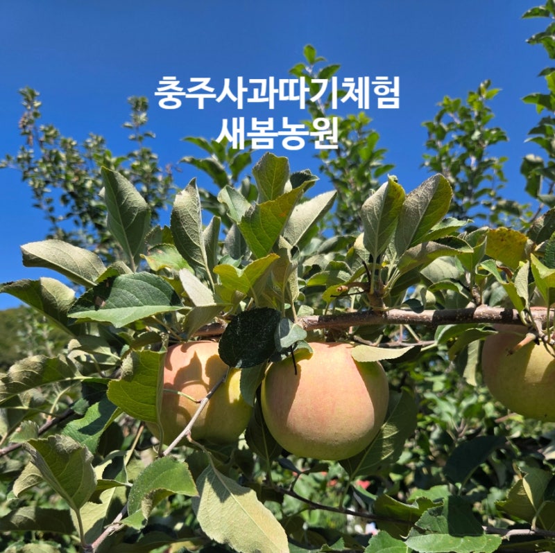 충주 사과따기체험 수안보 근처 새봄농원