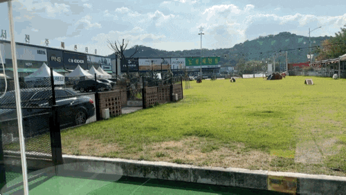 전주 천연잔디 운동장 애견카페 : 무프스