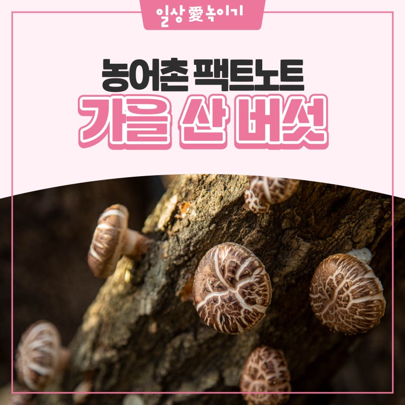 [농어촌 팩트노트] 가을 산에서 본 버섯, 먹어도 될까?