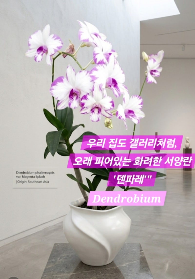 [덴파레 키우기] 호접란 차이점부터 물주기·개화시기.서양난선물