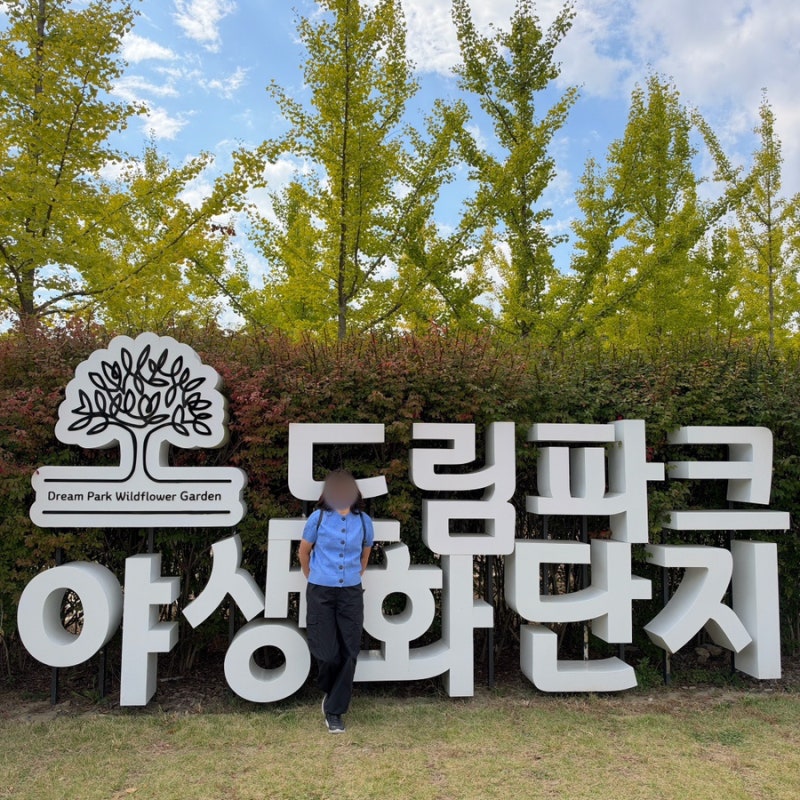 [인천꽃축제] 2026 드림파크 야생화단지, 인천 가을축제 핑크뮬리 명소 (+ 드림파크 국화축제)