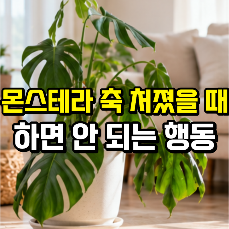 “멀쩡하던 몬스테라 잎이 축 처졌어요” 물부터 주면 안 되는 이유