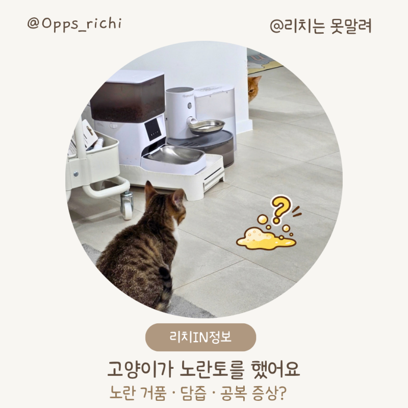 고양이가 갑자기 노란토를 했어요! | 노란 거품 ·담즙·대처 방법
