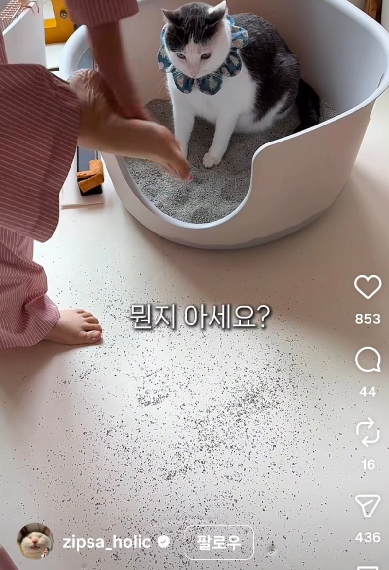 고양이 사막화 줄이는 법｜벤토나이트 vs 두부모래 비교, 베란다 화장실 점검까지