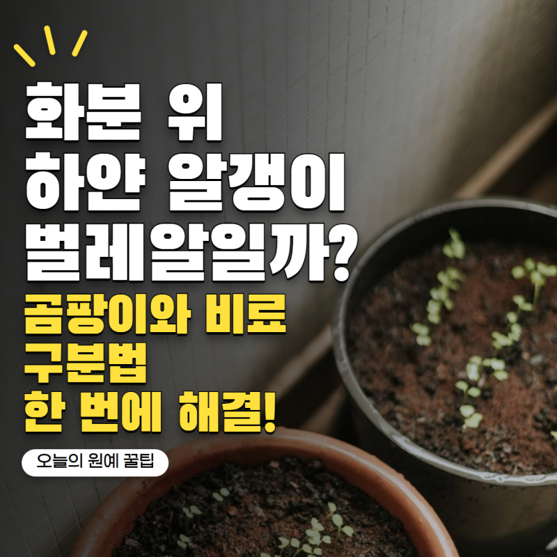 화분 흙 위에 하얀 알갱이, 벌레알인 줄 알았는데 전혀 다른 정체였어요