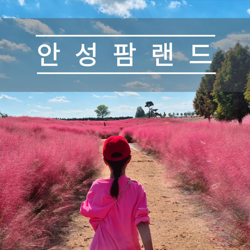 안성팜랜드 핑크뮬리, 코스모스 실시간 현황 - 지금 가기 딱 좋아요!