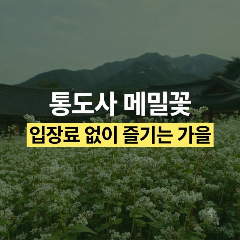 양산 통도사 메밀밭 개화시기 및 축제 정보 총정리: 주차장 위치, 주소, 운영 시간 및 애견동....