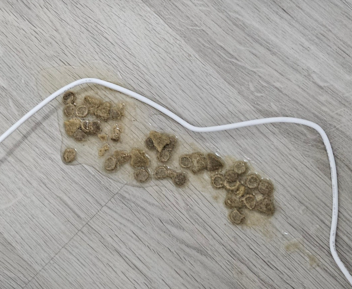 고양이 사료토 하는 이유 자주 보인다면 밥그릇 높이 확인해 보세요 먼치킨