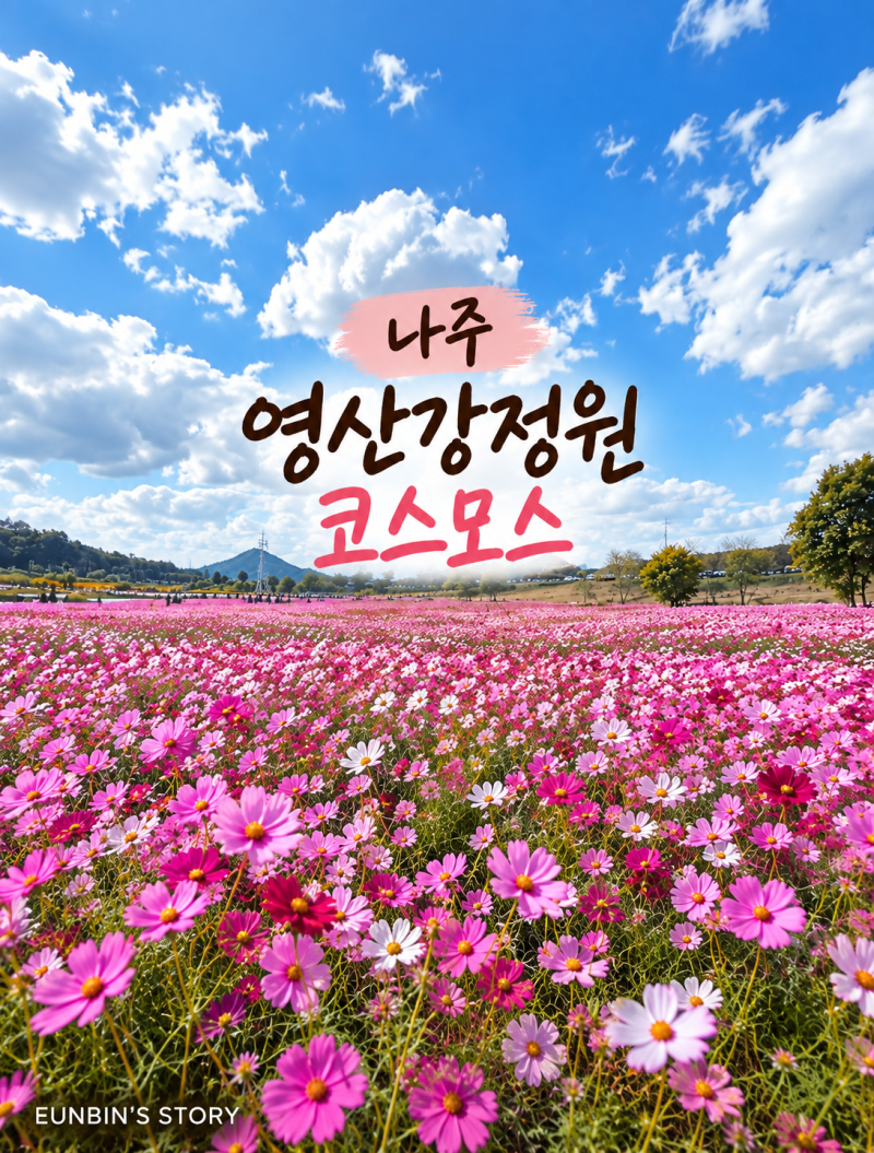 나주 영산강정원 코스모스 만개했을까? 10월 5일 직접 가본 모습