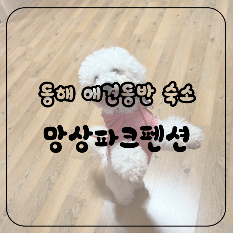 동해 애견동반 펜션 ‘망상파크펜션’ 묵호항 가까운 깔끔한 숙소 하늘룸 후기