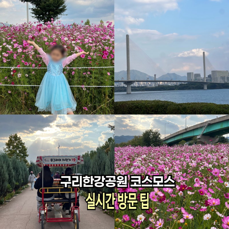 2026 구리한강공원 코스모스 축제 실시간 개화 주차 방문팁