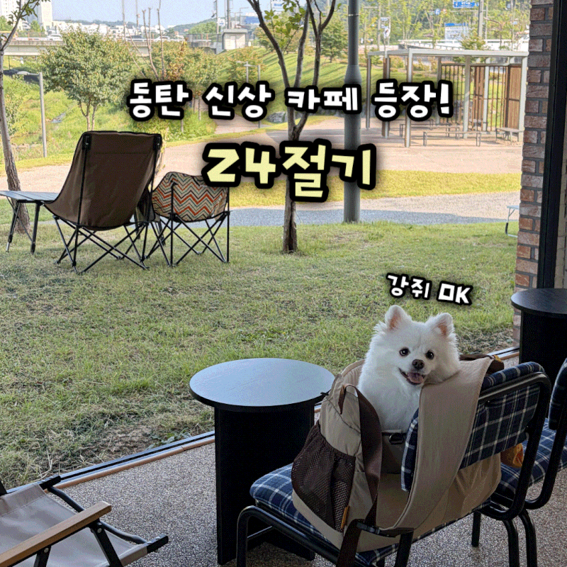 동탄 장지동 애견 동반 신상 카페 대형견도 가능한 24절기