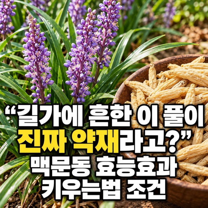 "길가에 흔한 이 풀이 진짜 약재라고?" 맥문동 효능효과 키우는법 조건