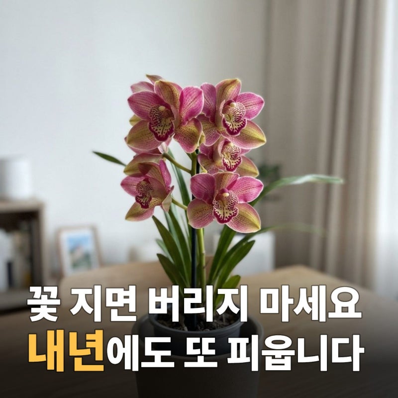 화려한 겨울 꽃 식물, 신비디움 키우는 방법과 주의할 점