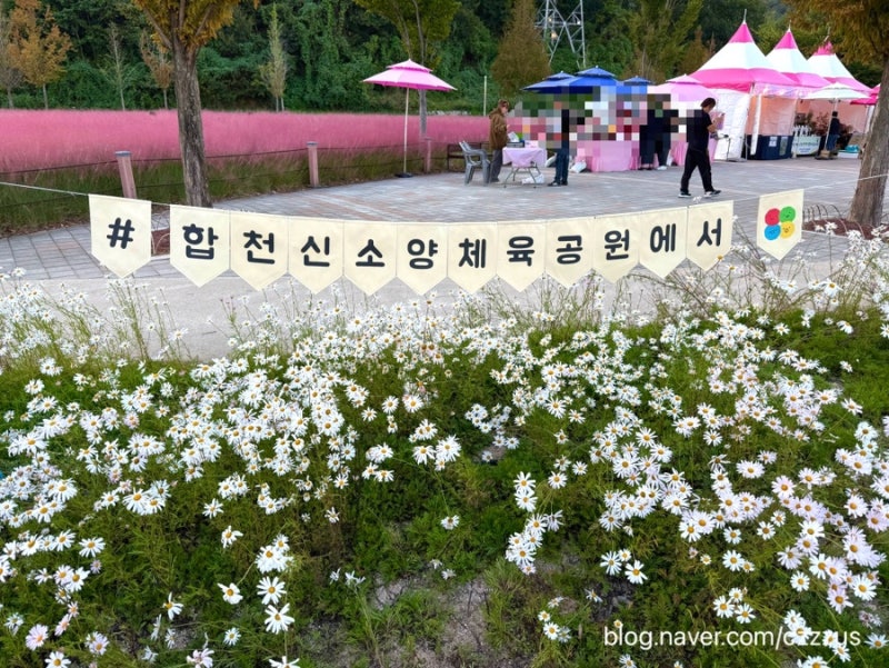합천신소양체육공원 꽃 축제 핑크뮬리 실시간 개화 상황