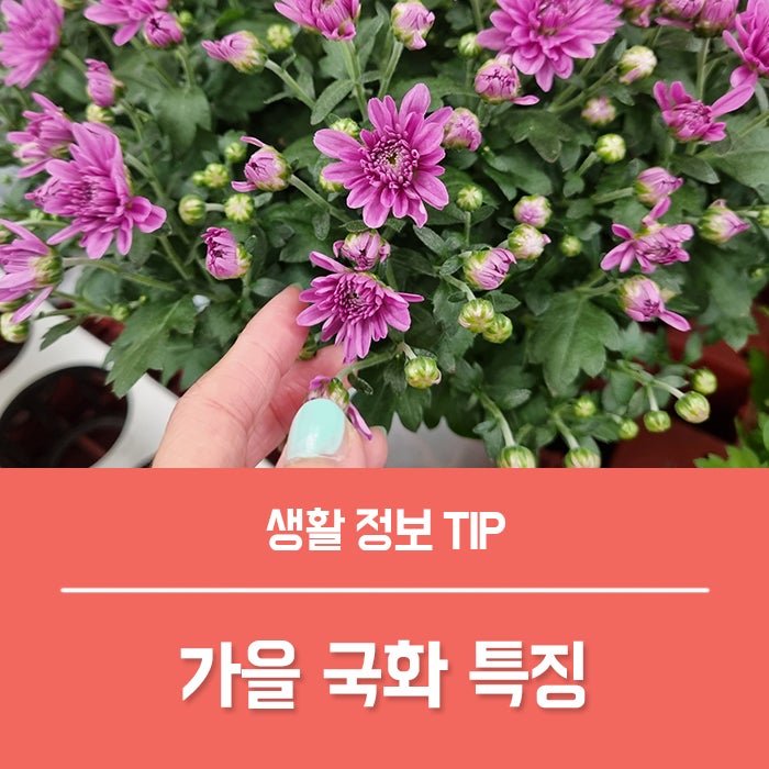 가을 국화 꽃말과 개화시기, 국화 키우기 방법은?