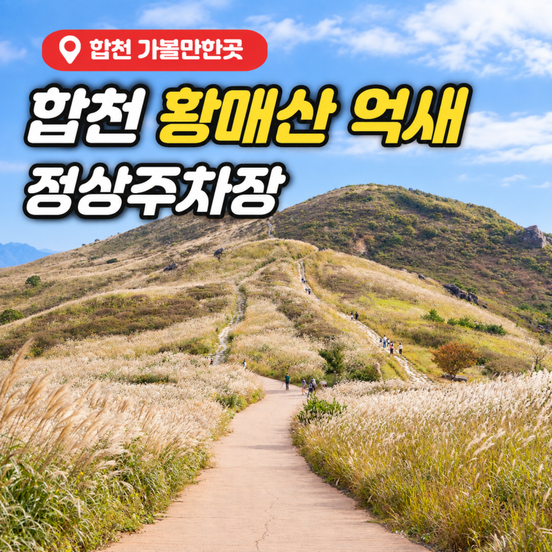 합천 황매산 억새축제 기간 정상주차장 10월 시기 실시간 모습