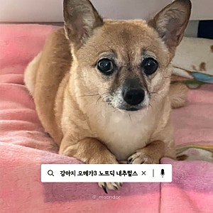 강아지 오메가3 먹이기 편한 관절영양제 노르딕 내추럴스 솔직리뷰