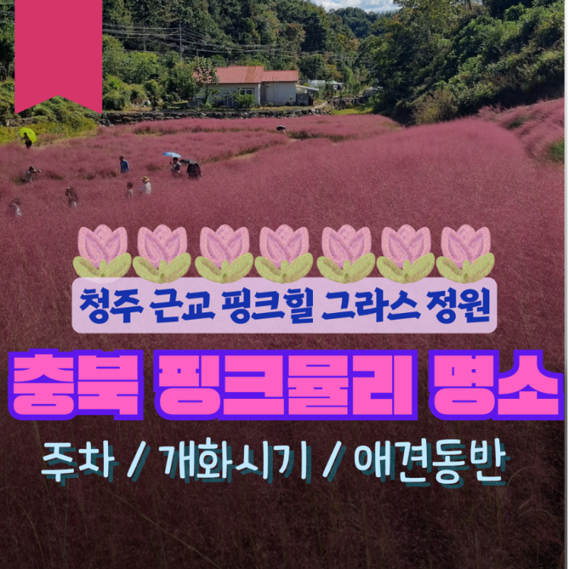 괴산 핑크뮬리 핑크힐 글라스정원 핑크뮬리 90만본 후기｜실시간 주차부터 개화시기, 애견동....