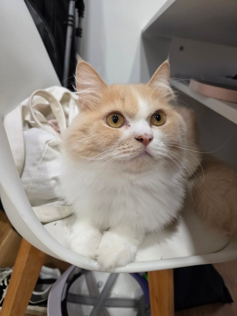 [고양이 사막화 줄이는 법] 화장실 앞이 모래밭 되기 전에 해본 것들